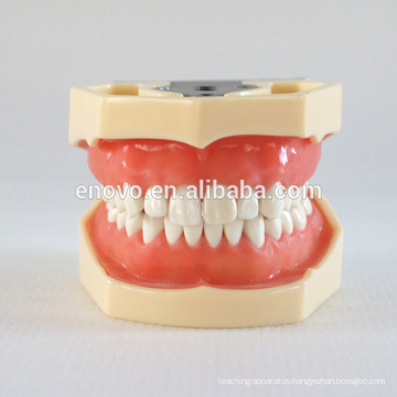 China Medical Anatomical Model Soft Gingiva 28 Teeth Standard Dental Jaw Model 13016